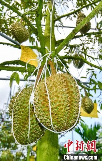 三亜産ドリアンが6月末にも出荷スタート！　海南省