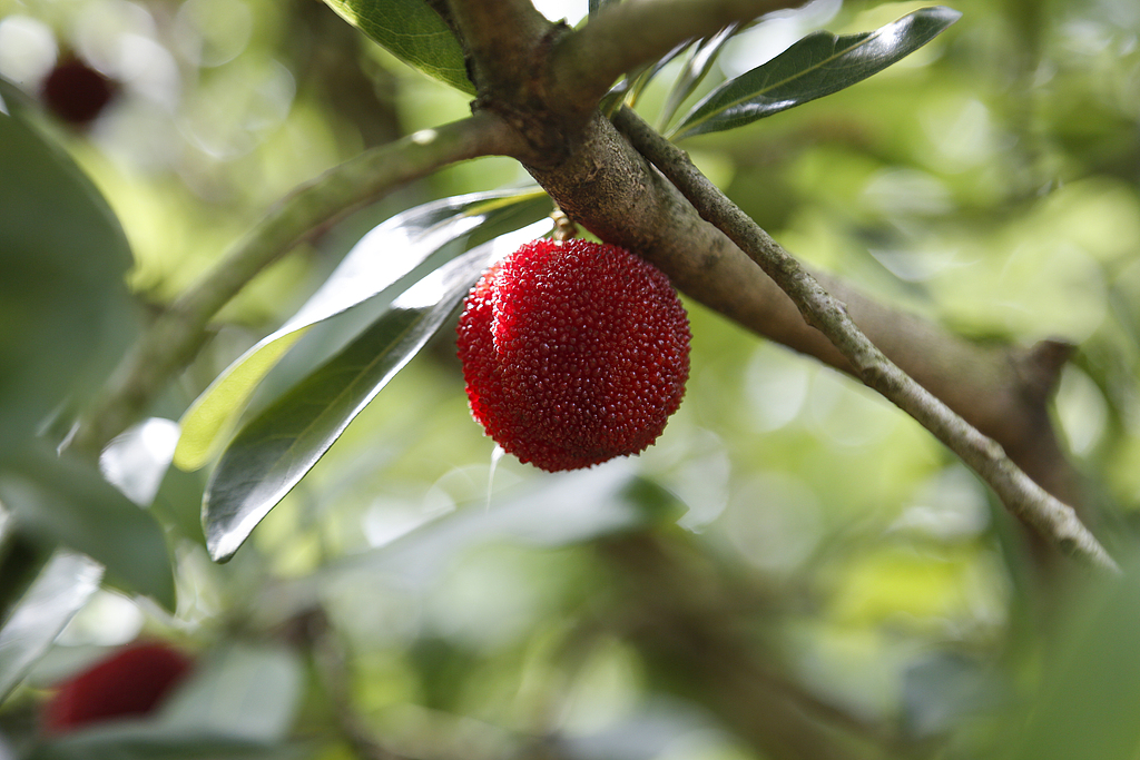 資料寫真（畫像著作権はCFP視覚中國所有のため転載禁止）