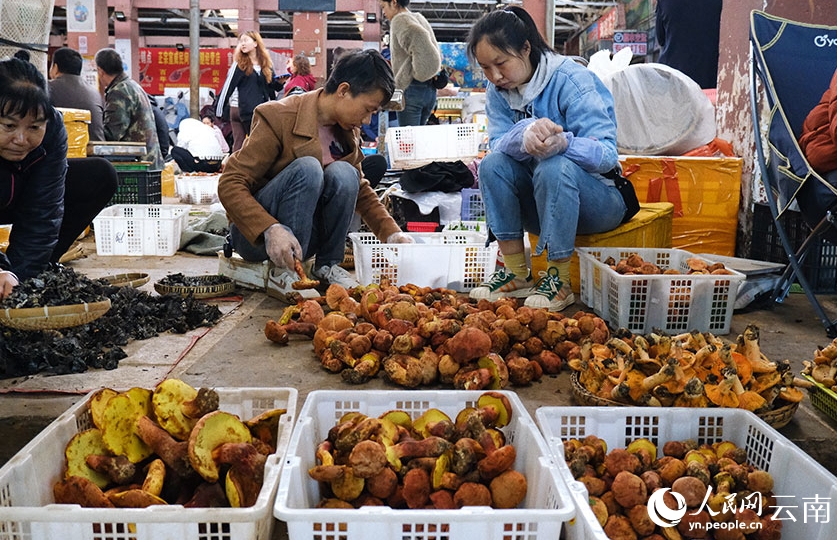 雲(yún)南省に「キノコシーズン」到來