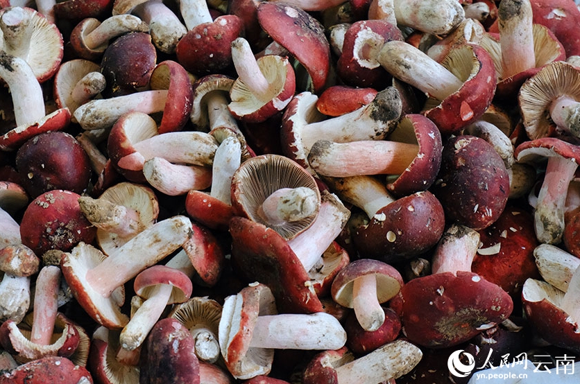 雲(yún)南省に「キノコシーズン」到來