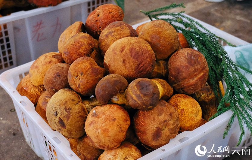 雲(yún)南省に「キノコシーズン」到來(lái)