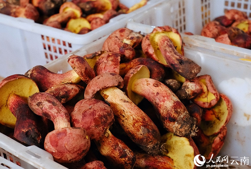 雲(yún)南省に「キノコシーズン」到來