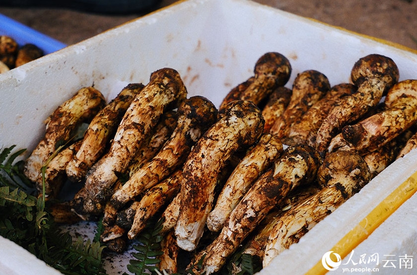 雲(yún)南省に「キノコシーズン」到來