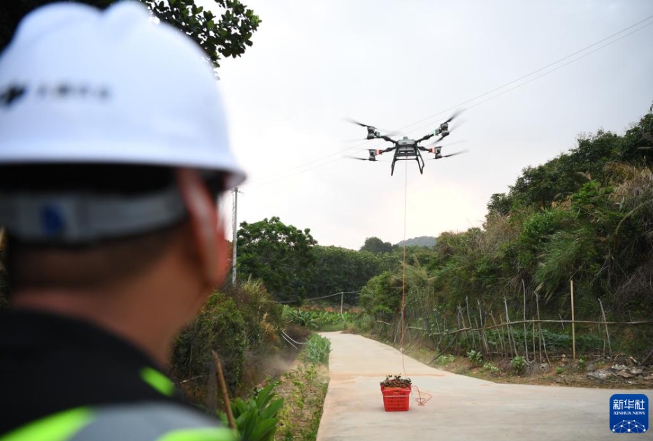 ライチのスピーディな輸送にドローンが大活躍　広東省茂名