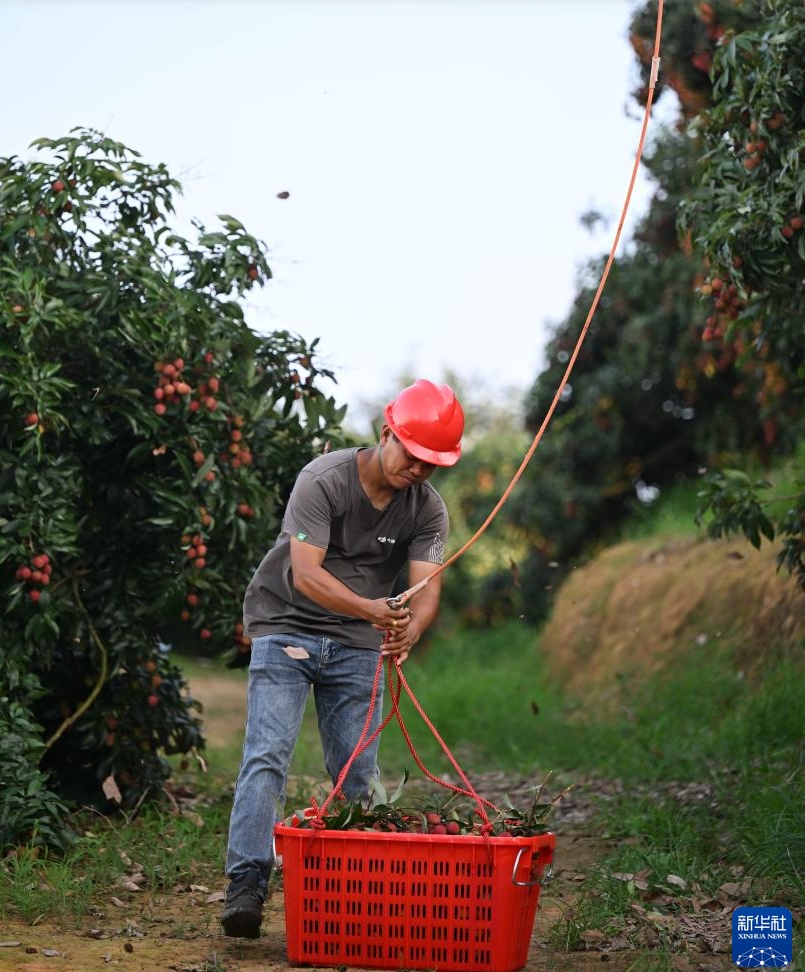 ライチのスピーディな輸送にドローンが大活躍　広東省茂名
