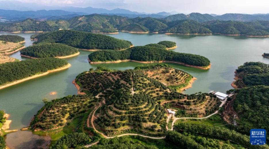 ライチのスピーディな輸送にドローンが大活躍　広東省茂名