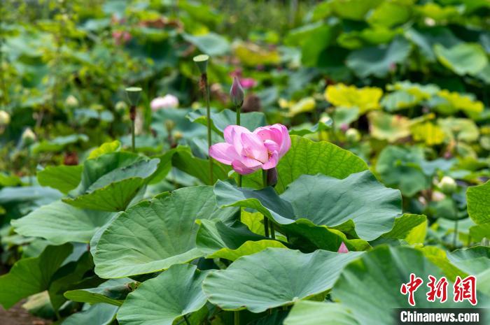 宋時代古代蓮の種子から育てられた蓮の花が12日、浙江省金華で開花した。撮影?胡肖飛