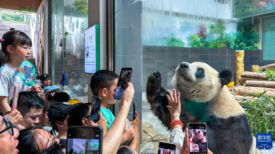 帰國した雙子パンダの「寶弟」と「寶妹」が溫州動物園で公開　浙江省