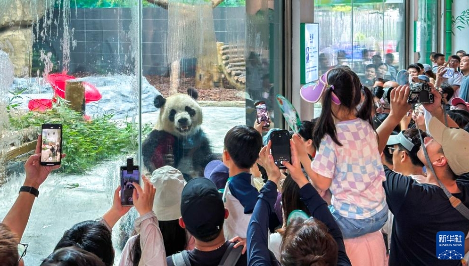 帰國した雙子パンダの「寶弟」と「寶妹」が溫州動物園で公開　浙江省