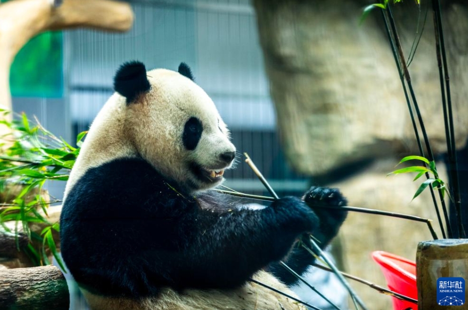 帰國した雙子パンダの「寶弟」と「寶妹」が溫州動物園で公開　浙江省