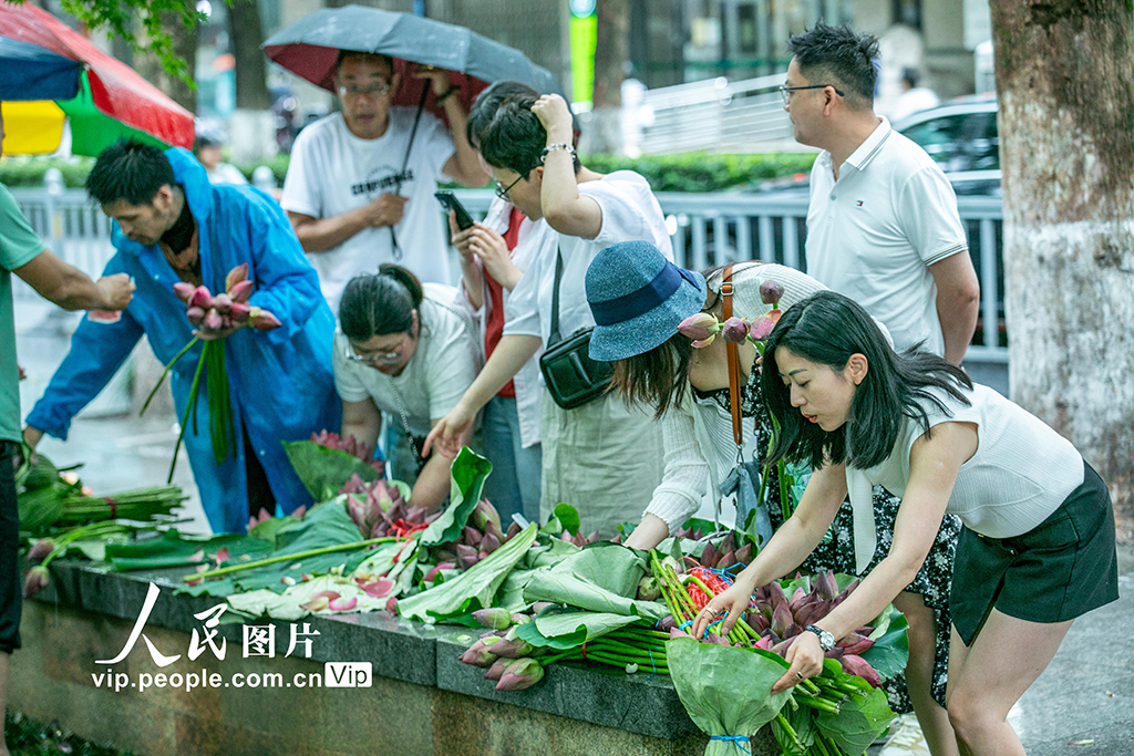 ハスの花を買い求める人々でにぎわう「ハス花市」　江蘇省蘇州
