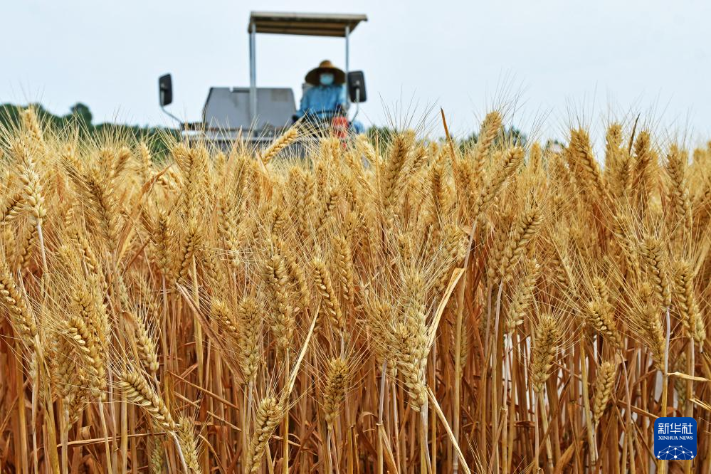 中國全土の農(nóng)機(jī)による小麥の大規(guī)模収穫がほぼ終了