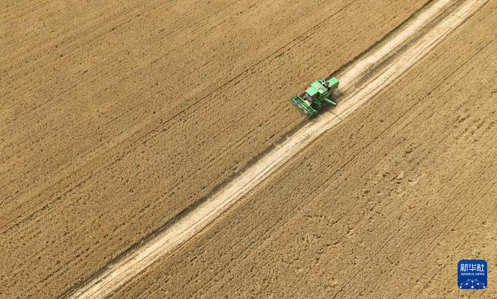 中國全土の農(nóng)機(jī)による小麥の大規(guī)模収穫がほぼ終了