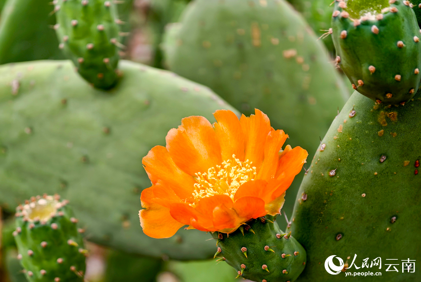 サボテンの花(撮影?尹馨)。