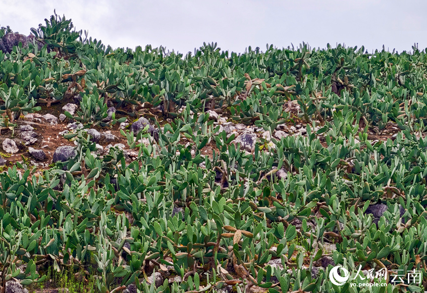 荘子田村で栽培されているサボテン(撮影?尹馨)。