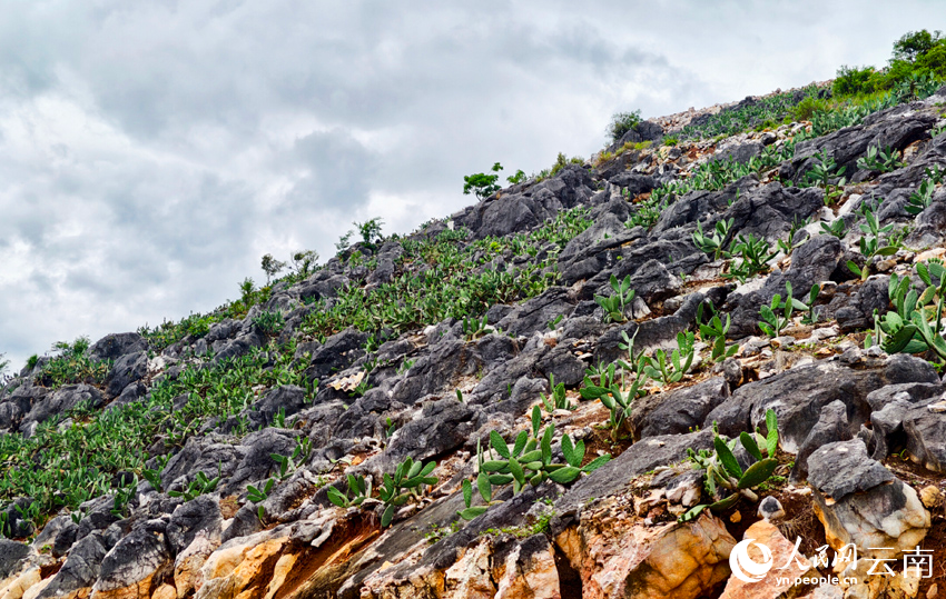 荘子田村で栽培されているサボテン(撮影?尹馨)。