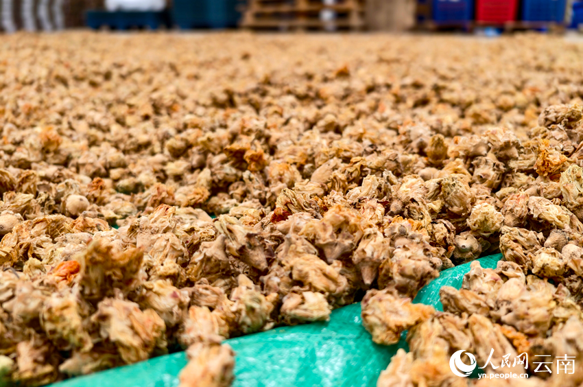 出荷するために荘子田村で日干しされているサボテンの花(撮影?尹馨)。