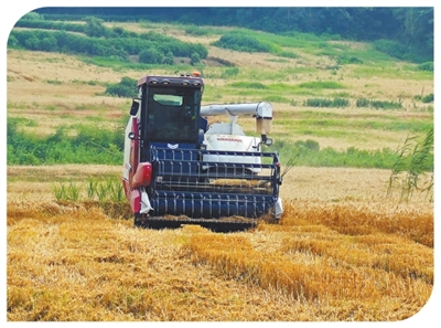 何荘村のスマート農(nóng)場で収穫作業(yè)を行う自動運転コンバイン（撮影?袁蕾）。