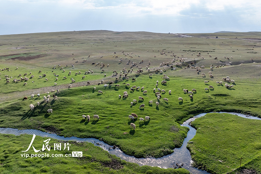 巴音布魯克大草原に広がる自然と羊が織りなす夏の草原絵巻　新疆