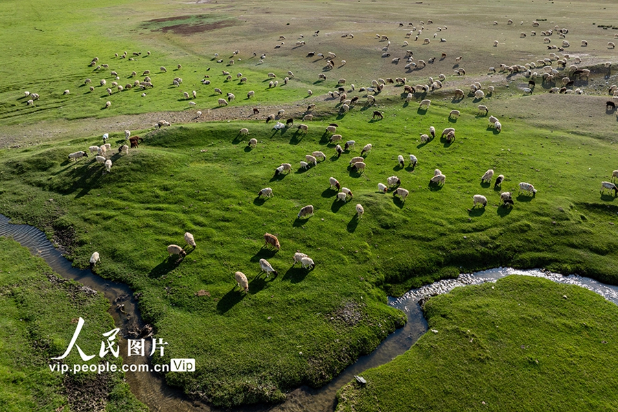 巴音布魯克大草原に広がる自然と羊が織りなす夏の草原絵巻　新疆