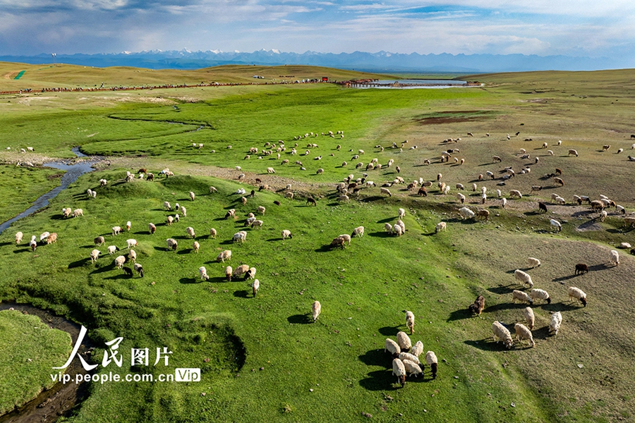 巴音布魯克大草原に広がる自然と羊が織りなす夏の草原絵巻　新疆