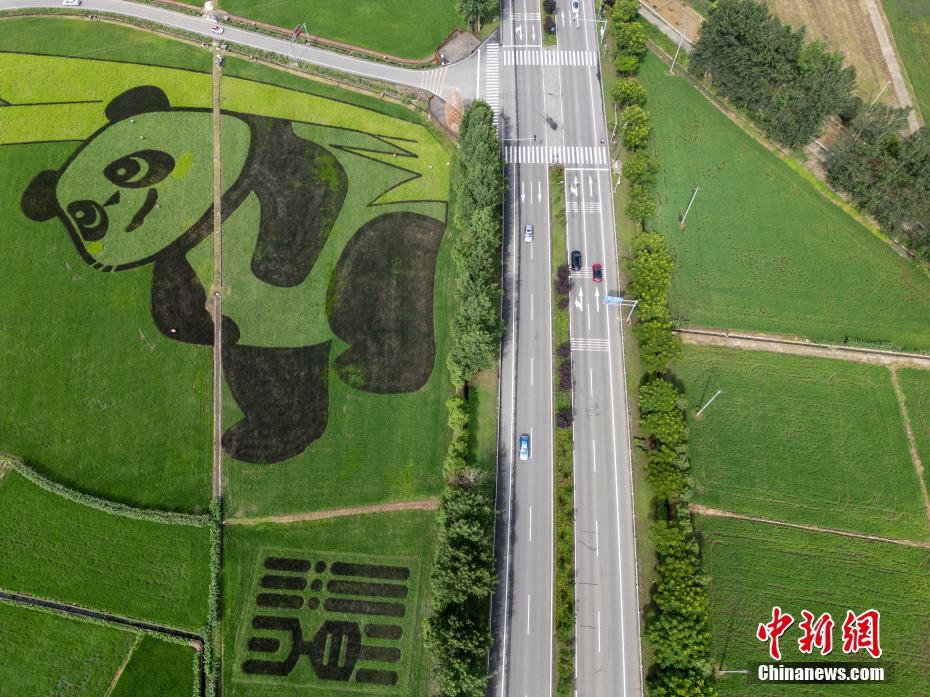 田んぼに巨大パンダ現る！　四川省成都