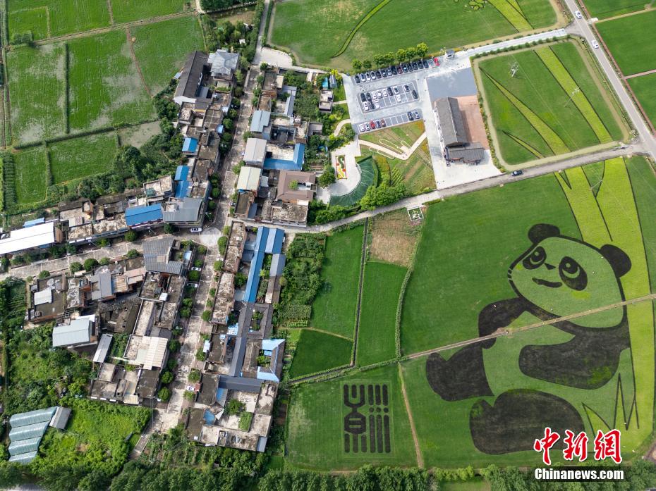 田んぼに巨大パンダ現(xiàn)る！　四川省成都