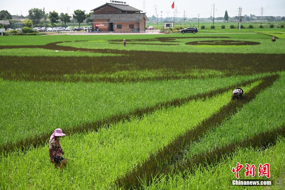 田んぼに巨大パンダ現(xiàn)る！　四川省成都
