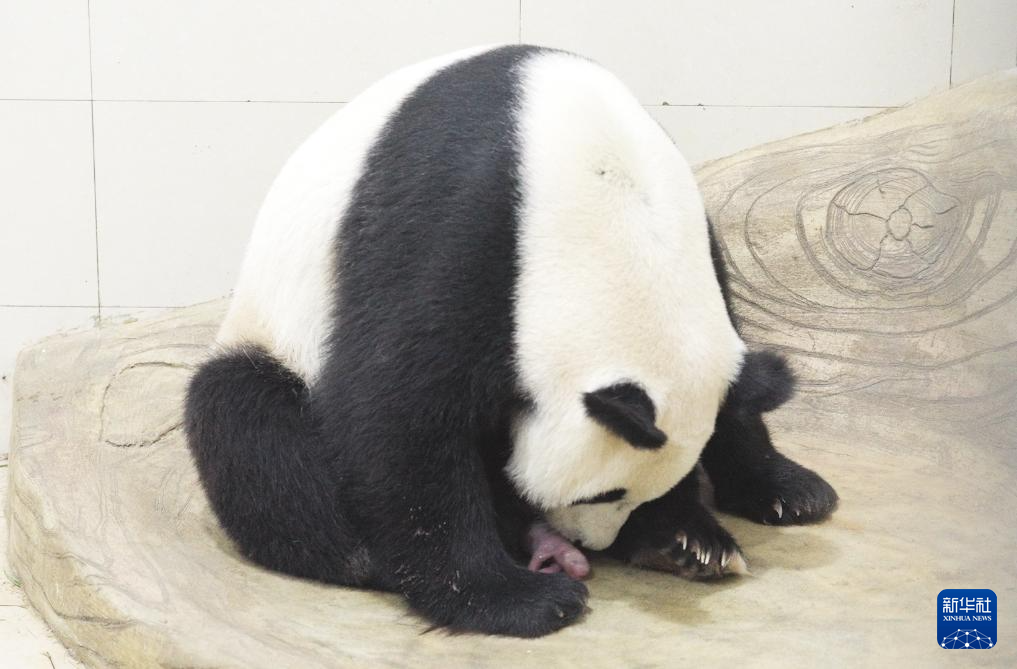 寫真：パンダの「玲瑯」と赤ちゃんパンダ（6月21日撮影）。