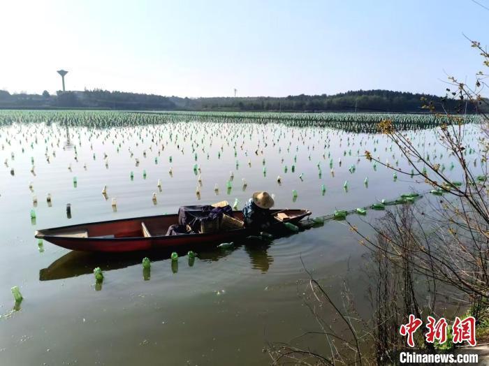 真珠養(yǎng)殖拠點(diǎn)