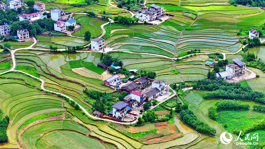 緑美しい棚田に広がる江西省贛州