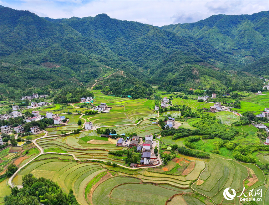 緑美しい棚田に広がる江西省贛州