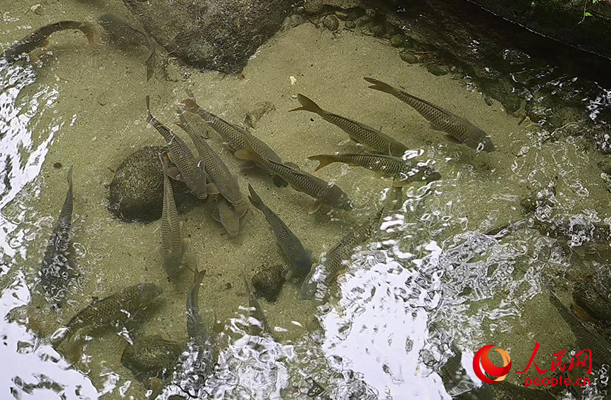 清流で養(yǎng)殖されている「身が引き締まった魚」（撮影?雷琦竣）。