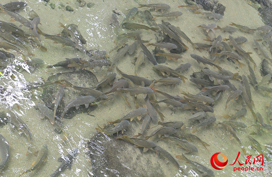 清流で養(yǎng)殖されている「身が引き締まった魚」（撮影?梁章暉）。