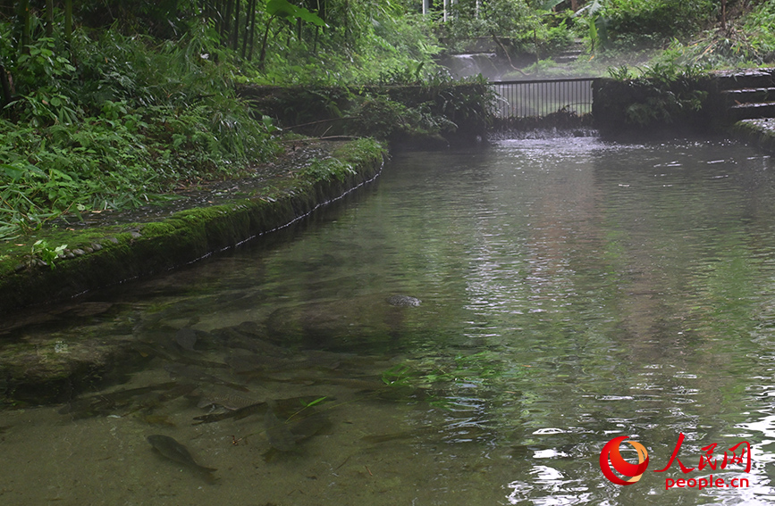 川底がはっきり見えるほど水が透き通っている貓児山を流れる清流（撮影?雷琦竣）。