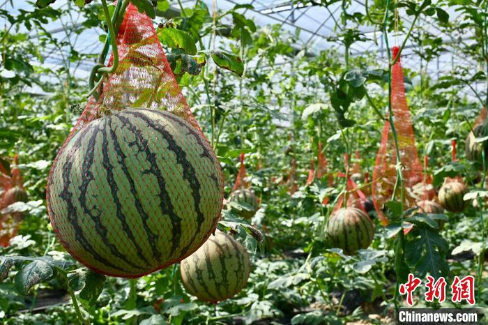 テクノロジーが農(nóng)業(yè)にもたらす付加価値　江西省南昌