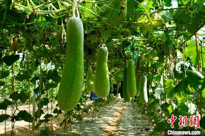 テクノロジーが農(nóng)業(yè)にもたらす付加価値　江西省南昌