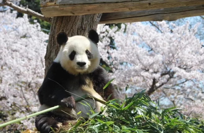 在りし日のジャイアントパンダの「タンタン」（資料寫真、寫真提供?神戸市立王子動物園）。