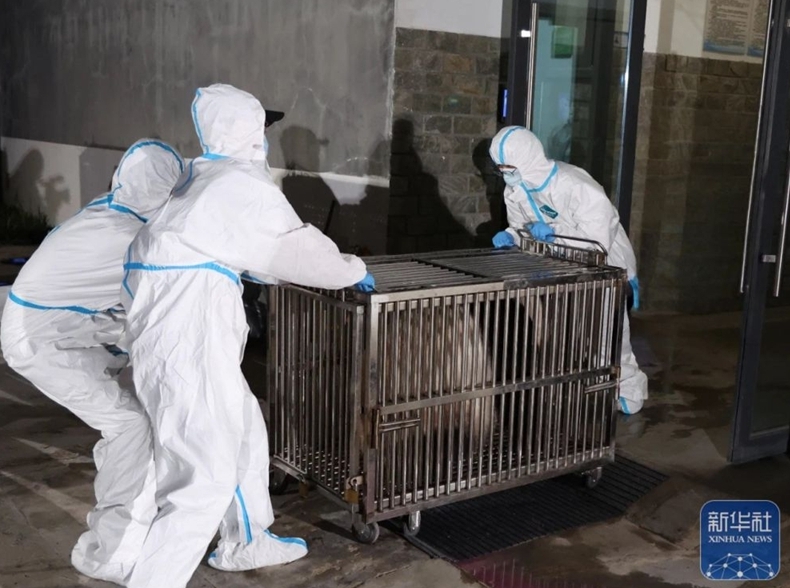 アドベンチャーワールドのパンダ4頭が中國に無事到著