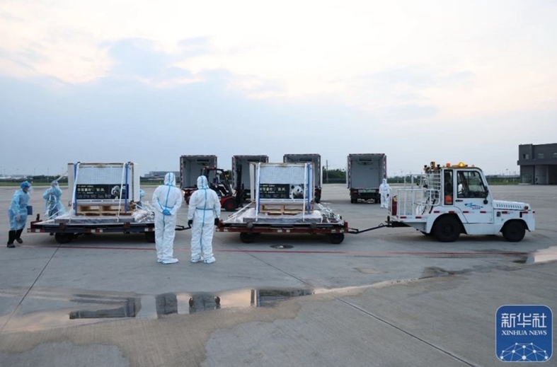 アドベンチャーワールドのパンダ4頭が中國に無事到著