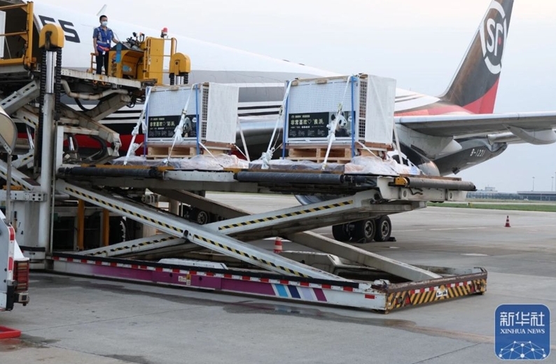 アドベンチャーワールドのパンダ4頭が中國に無事到著