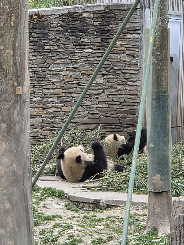 シンクロパンダ