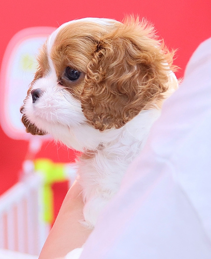 中國A株市場に「ペット経済ブーム」到來