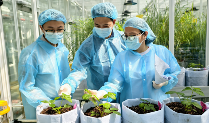 月亮島（ムーンアイランド）植物隔離苗畑では、研究者たちが「紅羽」の苗を研究しているところ。寫真提供：取材先