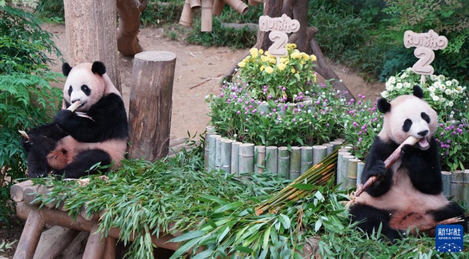 韓國(guó)生まれの雙子パンダが2歳に！