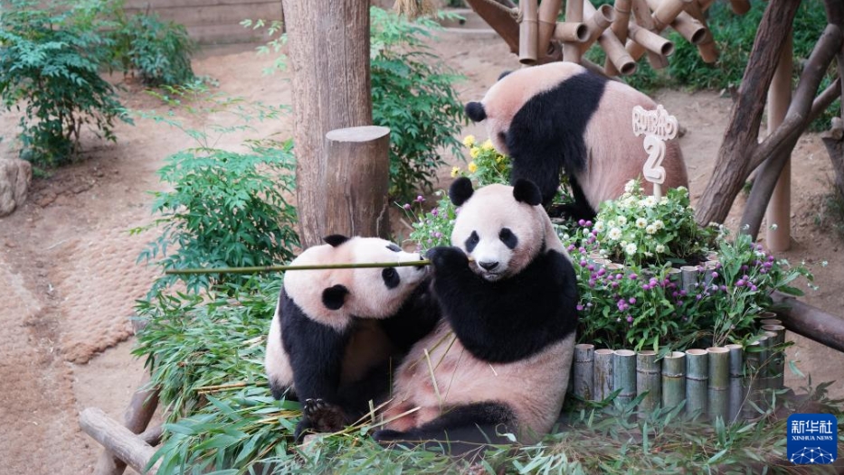 韓國生まれの雙子パンダが2歳に！