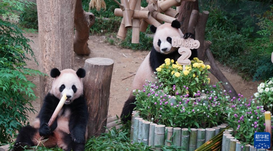 韓國(guó)生まれの雙子パンダが2歳に！