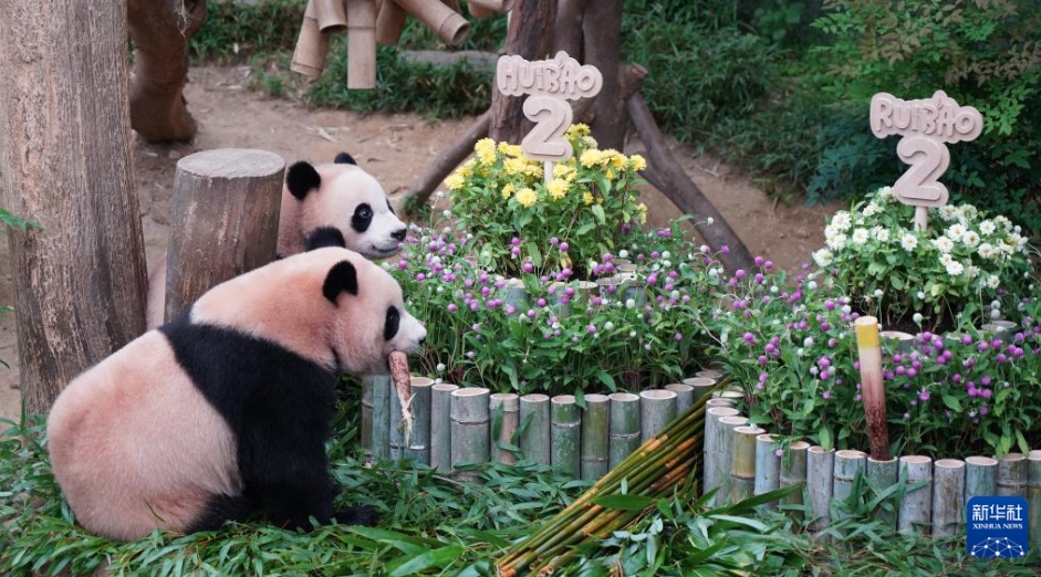 韓國(guó)生まれの雙子パンダが2歳に！