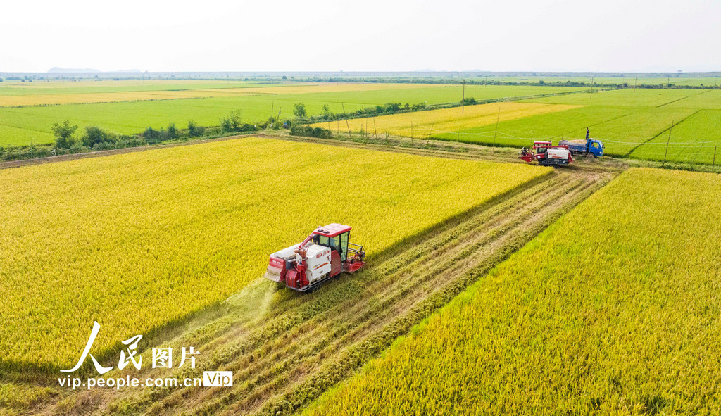 江西省九江市都昌県周渓鎮(zhèn)にある梟陽農(nóng)場で農(nóng)業(yè)機(jī)械を操作して早稲を収穫する農(nóng)民（7月7日撮影?傅建斌/寫真著作権は人民図片が所有のため転載禁止）。