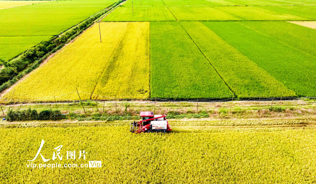 早稲の収穫シーズン到來　江西省都昌